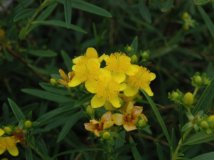 Gemo St. Johnswort (Hypericum kalmianum 'Gemo') - 2 gallon 10"