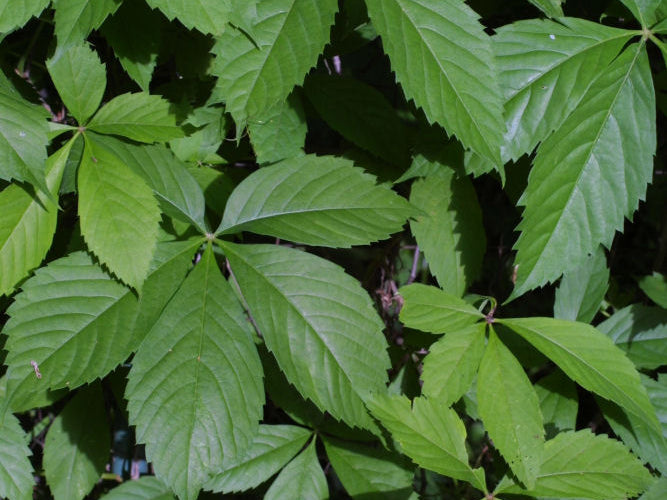 Virginia Creeper (Parthenocissus quinquefolia) - 2 gallon 12"