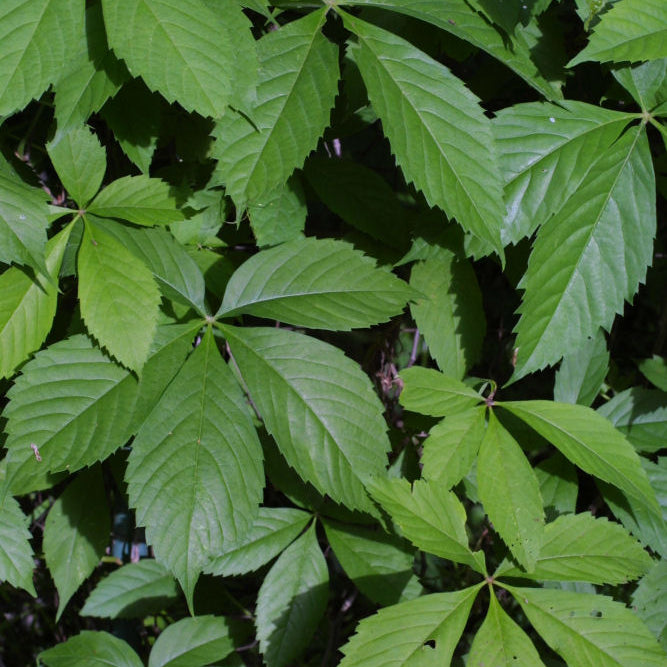 Virginia Creeper (Parthenocissus quinquefolia) - 2 gallon 12"