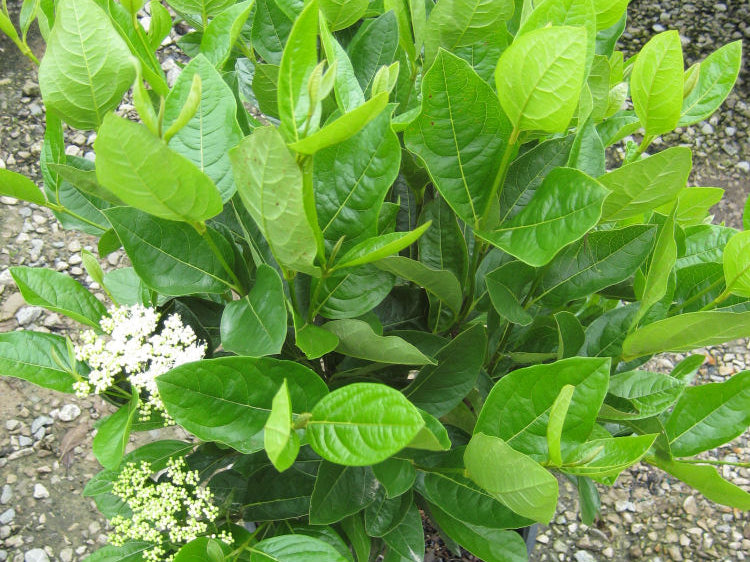 Winterthur Viburnum (Viburnum nudum 'Winterthur') - 2 gallon 10"