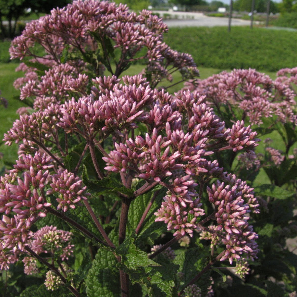Little Joe™ Compact Joe-Pye Weed (Eupatorium purpureum 'Little Joe') - 2 gallon
