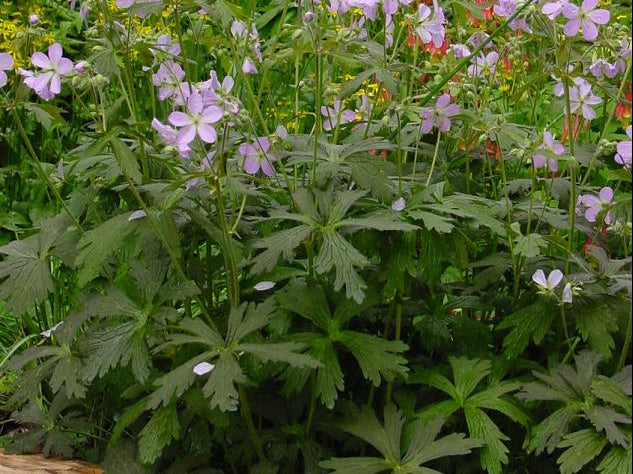 Espresso Cranesbill (Geranium M 'Espresso') - 1 gallon