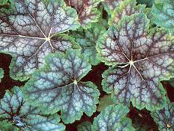 Dale's Strain Coral Bells (Heuchera americana 'Dale's Strain') - 1 gallon