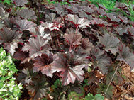 Bronze Wave Coral Bells (Heuchera villosa 'Bronze Wave') - 1 gallon