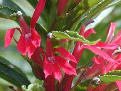 Cardinal flower (Lobelia cardinalis) - 1 gallon