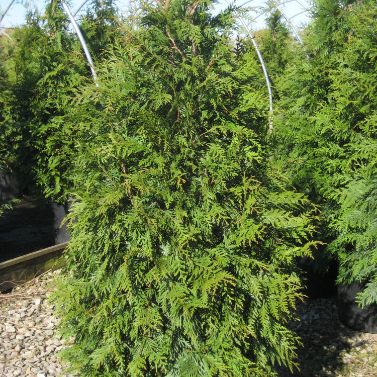 Green Giant Arborvitae (Thuja plicata 'Green Giant') - 1 gallon 24"