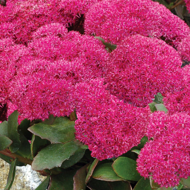Birthday Party Stonecrop (Sedum birthday 'Birthday Party') - 1 gallon