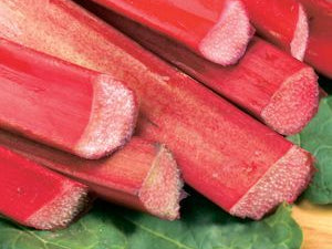 Chipmans Canada Red Rhubarb (Rheum chipmans 'Chipmans Canada Red') - 1 gallon
