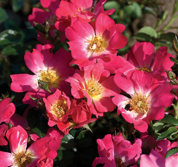 Pink Drift® Rose (Rosa 'Drift Meijocos') - 2 gallon
