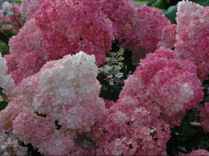 Vanilla Strawberry™ Hydrangea (Hydrangea paniculata 'Renhy') - QT