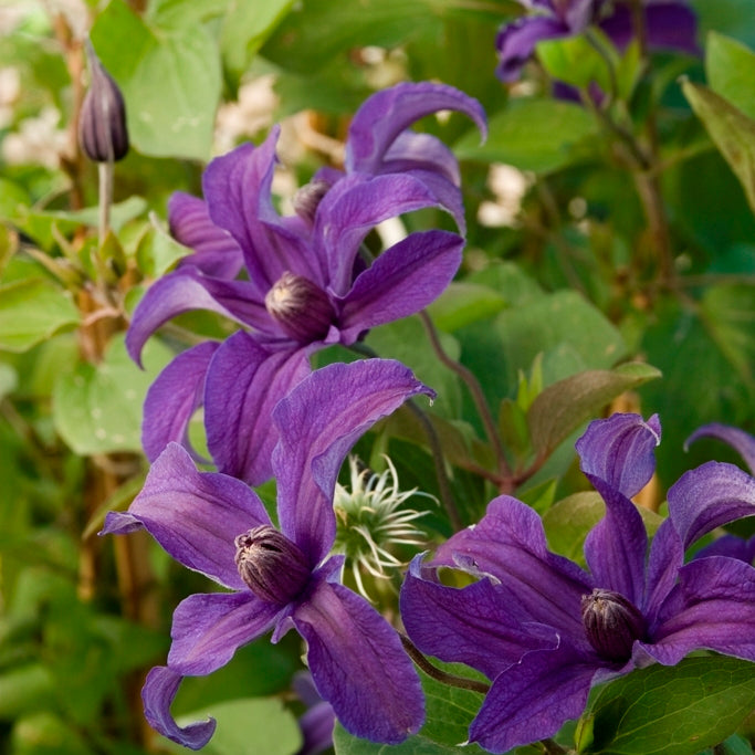 Sapphire Indigo™ Clematis (Clematis sapphire 'Cleminov51') - 1 gallon