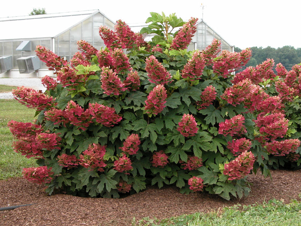 Ruby Slippers Oakleaf Hydrangea (Hydrangea quercifolia 'Ruby Slippers') - 3 gallon 12"
