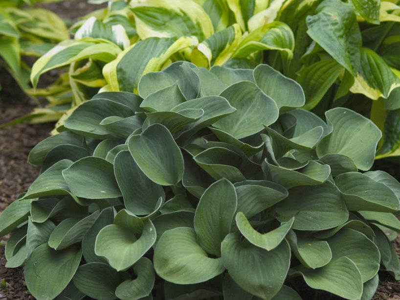 Blue Mouse Ears Plantain Lily (Hosta blue 'Blue Mouse Ears') - 1 gallon