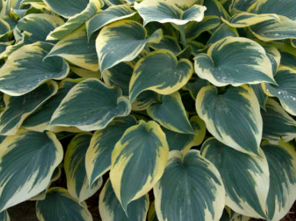 First Frost Plantain Lily (Hosta first 'First Frost') - 1 gallon