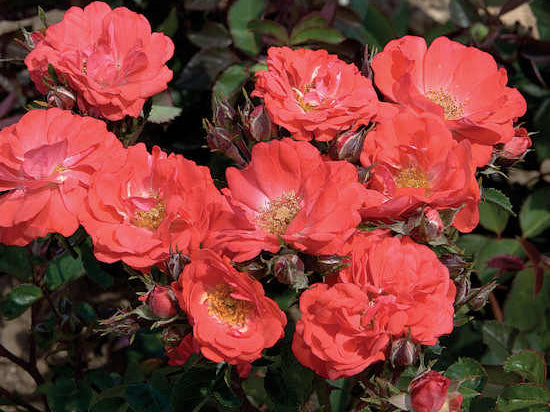Coral Drift® Rose (Rosa 'Drift Meidrifora') - 1 gallon