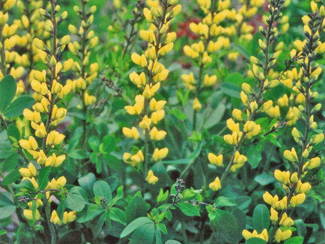 Decadence® 'Lemon Meringue' False Indigo (Baptisia x 'Lemon Meringue') - 1 gallon