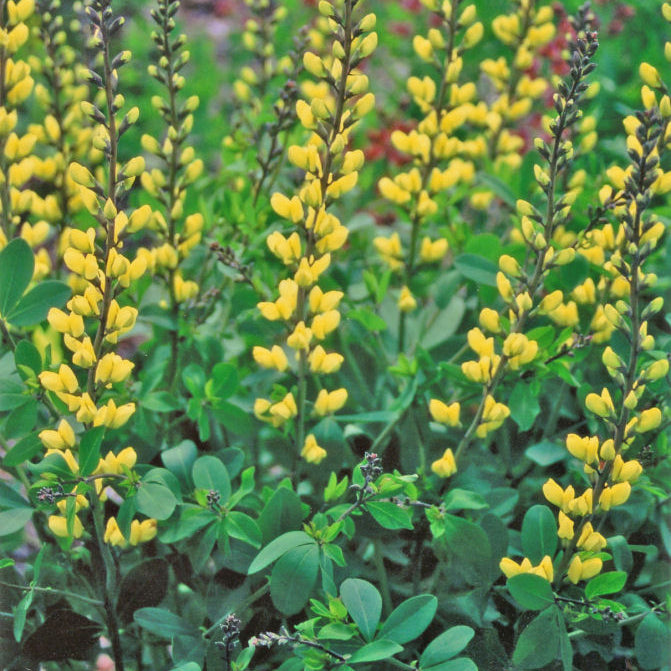 Decadence® 'Lemon Meringue' False Indigo (Baptisia x 'Lemon Meringue') - 1 gallon