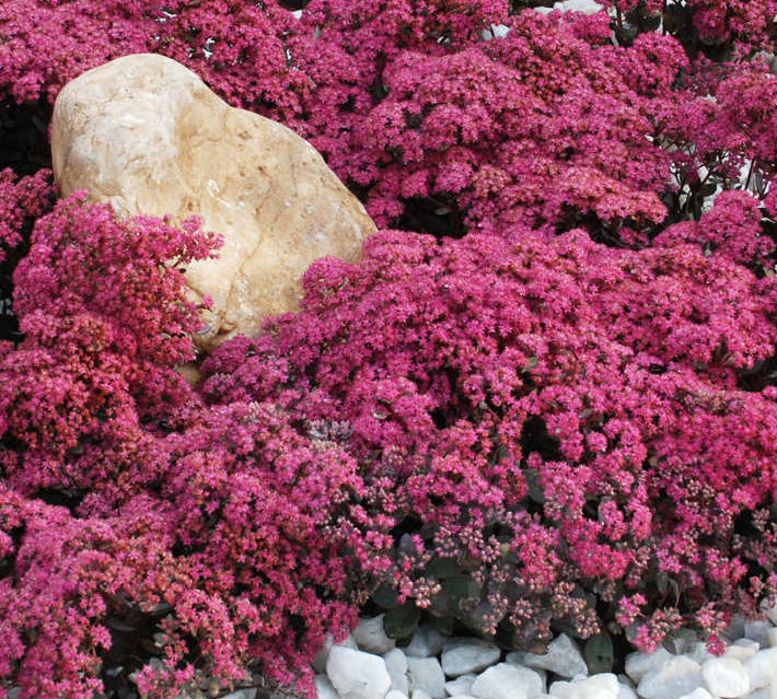 Dazzleberry Sedum (Sedum sedum 'Dazzleberry') - 1 gallon