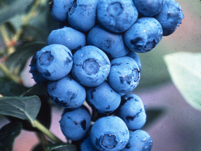 Duke Highbush Blueberry (Vaccinium corymbosum 'Duke') - 3 gallon