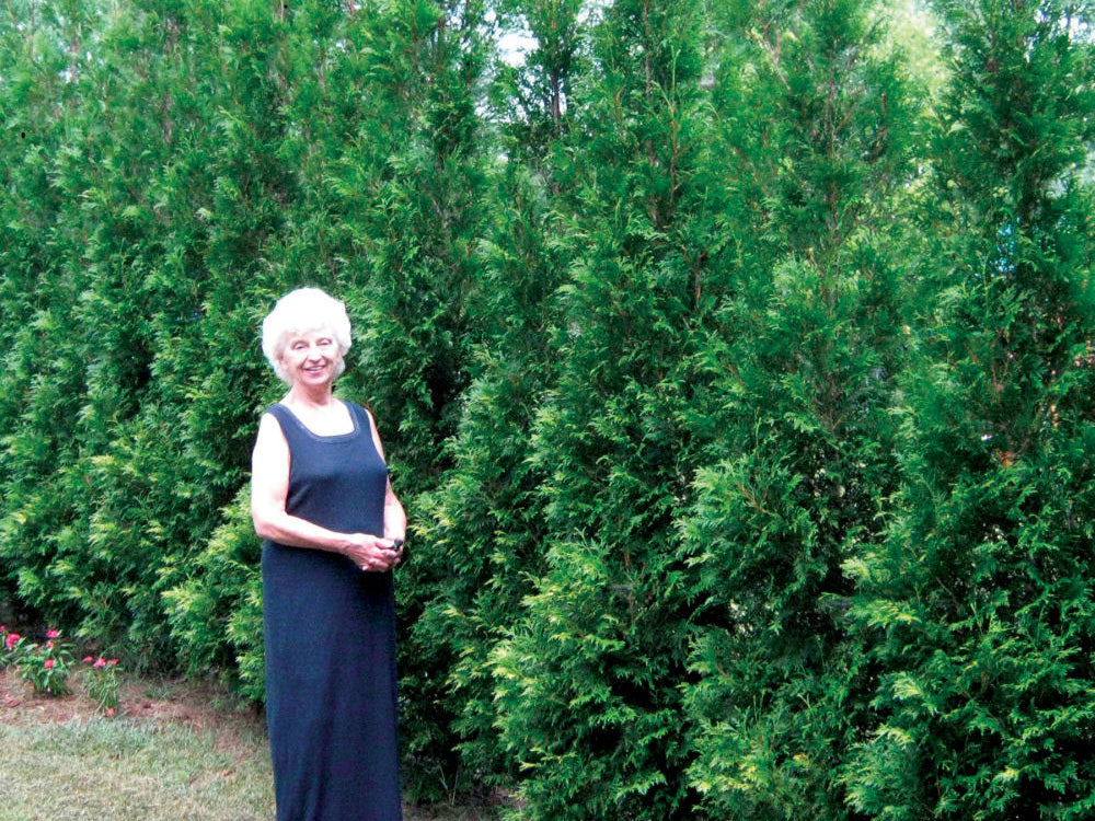 Full Speed A Hedge® American Pillar Arborvitae (Thuja occidentalis 'American Pillar') - 3 gallon 42"