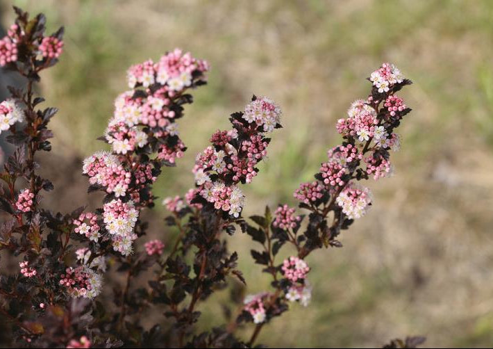 Tiny Wine® Ninebark (Physocarpus opulifolius 'SMPOTW') - 2 gallon 15"
