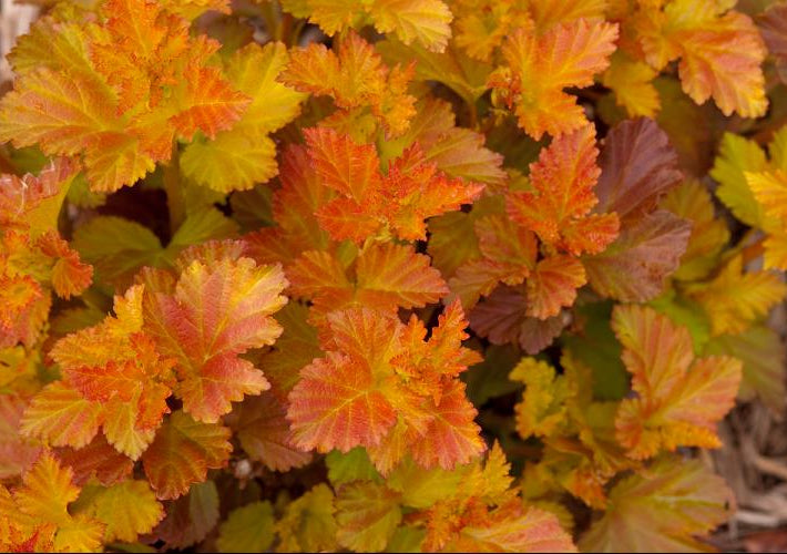 Amber Jubilee™ Ninebark (Physocarpus opulifolius 'Jefam') - 3 gallon 15"