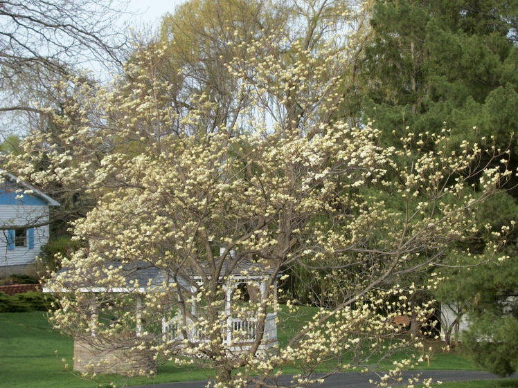 White Flowering Dogwood (Cornus florida) - 1 gallon 24" TREE