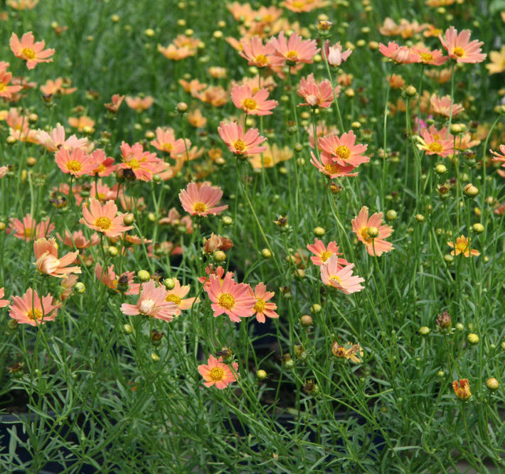 Creme Caramel™ Tickseed (Coreopsis verticillata 'Novcorcar') - 1 gallon