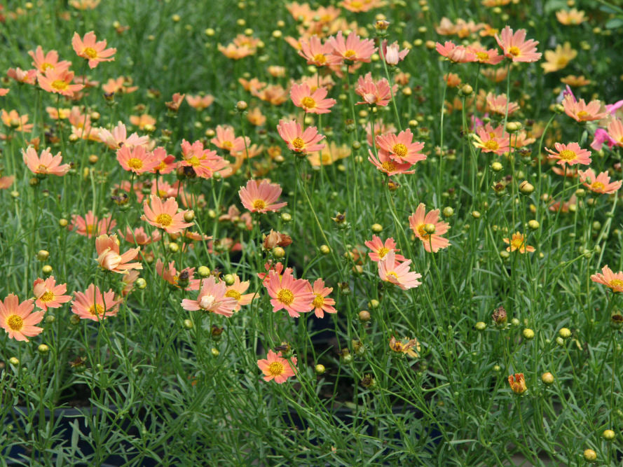 Creme Caramel™ Tickseed (Coreopsis verticillata 'Novcorcar') - 1 gallon