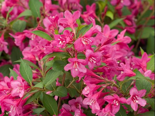 Sonic Bloom® Pink Weigela (Weigela sonic 'Bloom Pink') - 1 gallon