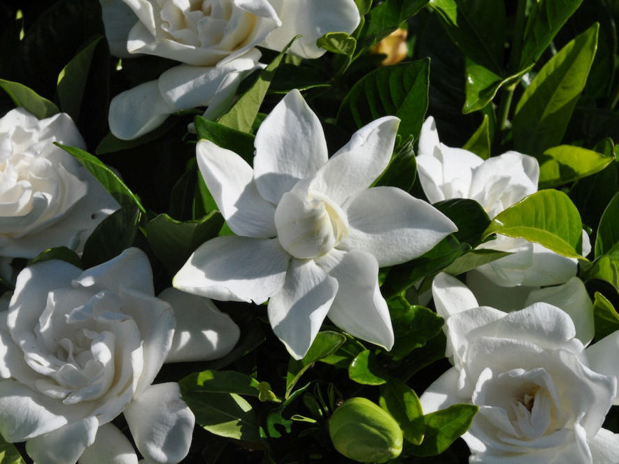 Summer Snow® Gardenia (Gardenia jasminoides 'Summer Snow') - 1 gallon