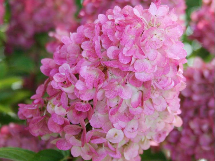 First Editions® Strawberry Sundae® Hydrangea (Hydrangea paniculata ‘Rensun’) - 2 gallon