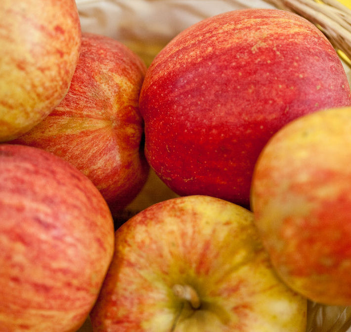 Gala Apple (Malus 'Fruit Gala') - 5 gallon 60"
