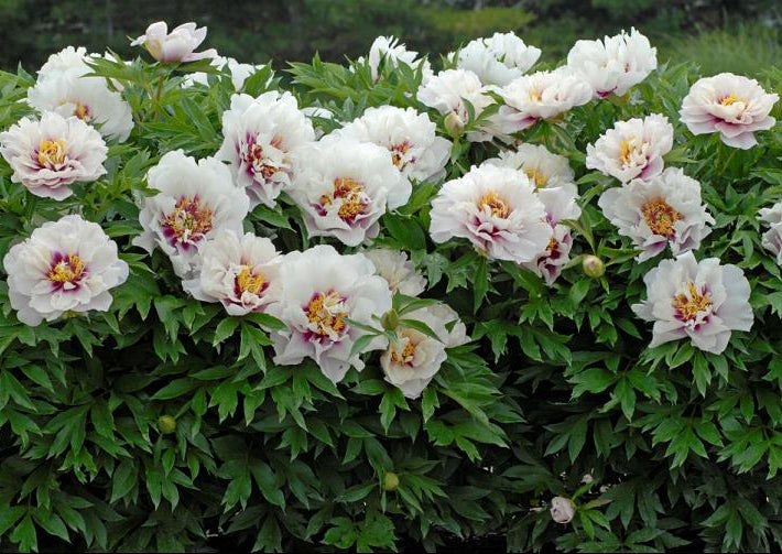 Cora Louise Itoh Peony (Paeonia x 'Cora Louise') - 2 gallon