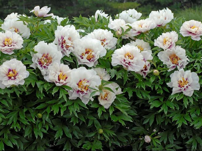 Cora Louise Itoh Peony (Paeonia x 'Cora Louise') - 2 gallon