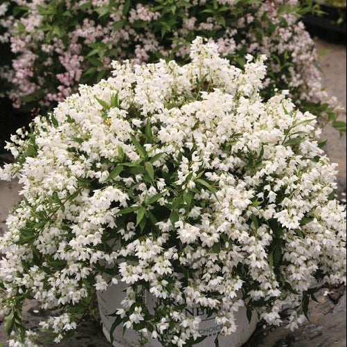 Yuki Snowflake® Deutzia (Deutzia yuki 'Snowflake') - 2 gallon 12"