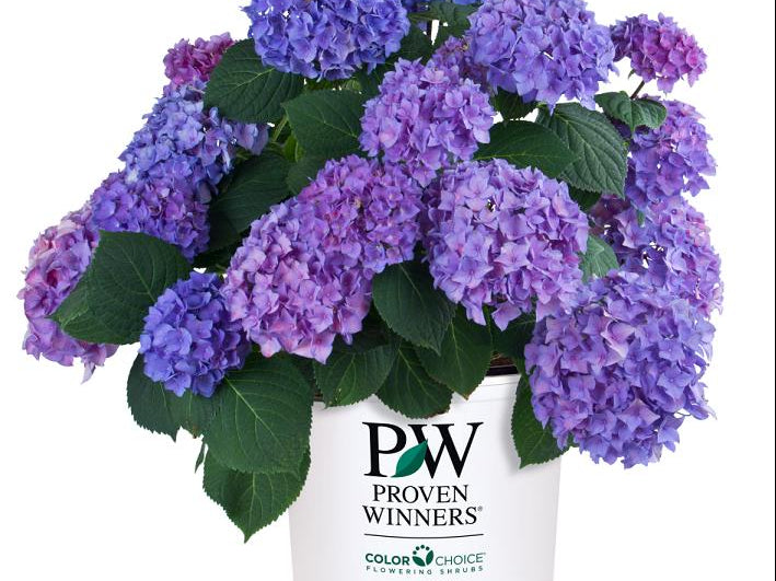 Let's Dance® Rhythmic Blue® Reblooming Hydrangea (Hydrangea macrophylla 'Lets Dance Rhythmic Blue') - 2 gallon