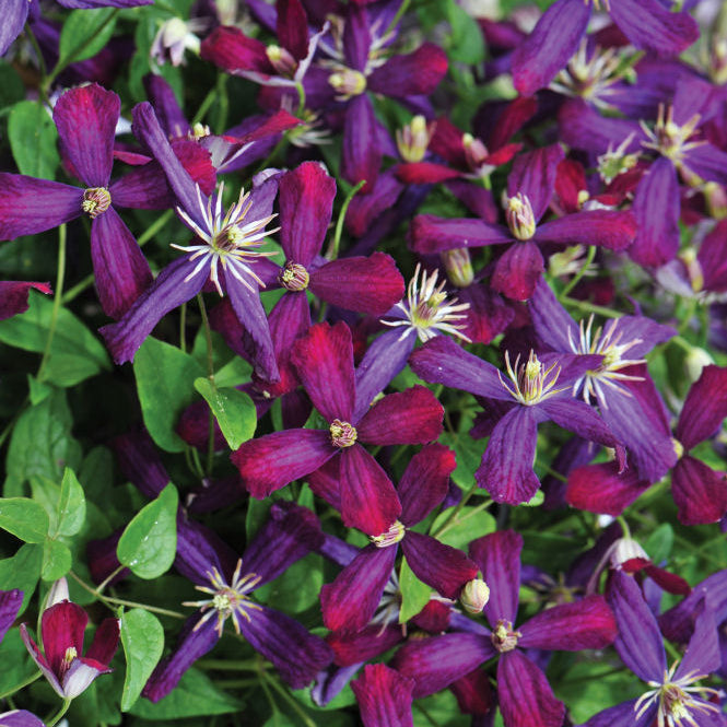 'Sweet Summer Love' Clematis (Clematis 'Sweet Summer Love') - QT