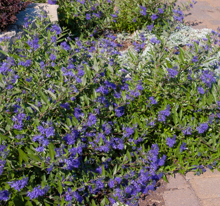 First Editions® Sapphire Surf™ Bluebeard (Caryopteris x clandonensis ‘Sapphire Surf (Blauer Splatz)) - 2 gallon