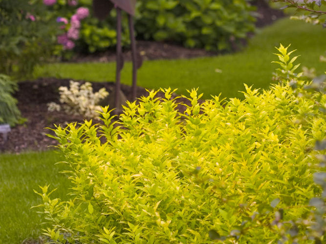 Chardonnay Pearls® Deutzia (Deutzia gracilis 'Chardonnay Pearls') - 2 gallon 10"