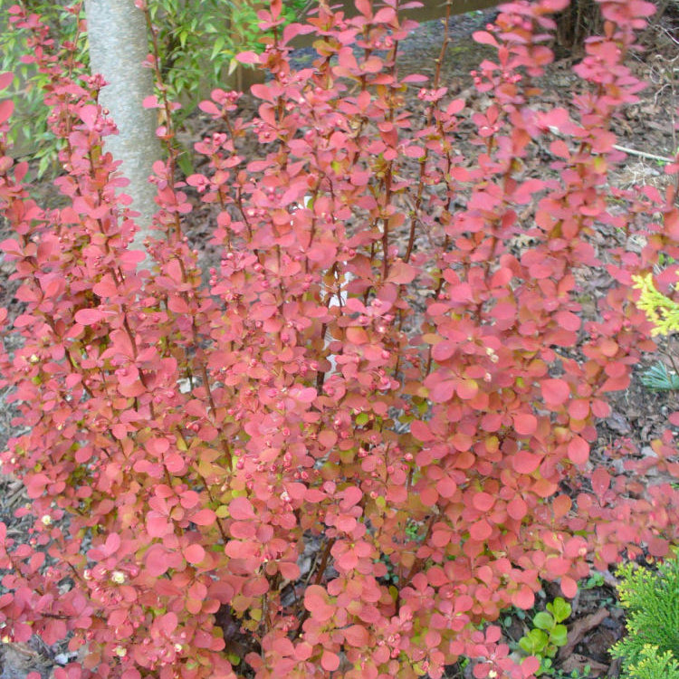 Orange Rocket Barberry (Berberis thunbergii 'Orange Rocket') - 2 gallon 15"