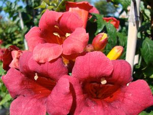 First Editions® Atomic Red™ Trumpet Vine (Campsis radicans 'Atomic Red') - 2 gallon