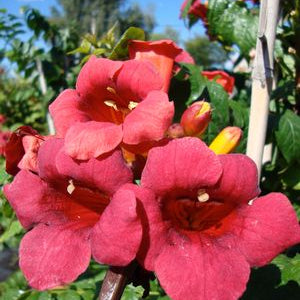 First Editions® Atomic Red™ Trumpet Vine (Campsis radicans 'Atomic Red') - 2 gallon