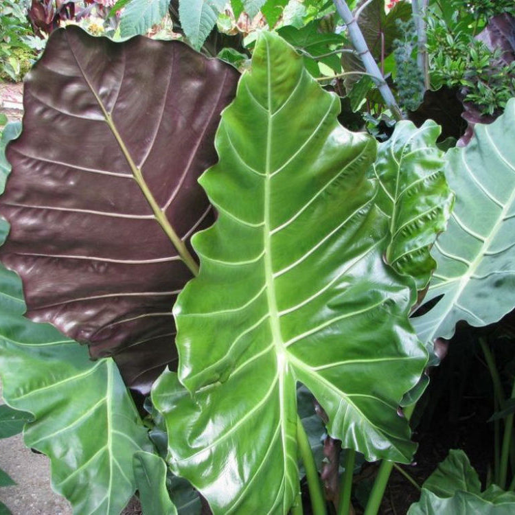 Mayan Mask Elephant Ear (Alocasia 'Mayan Mask') - 1 gallon