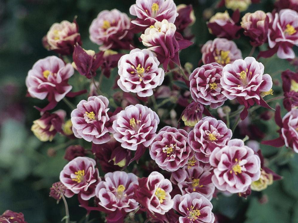 Winky Double Red & White Columbine (Aquilegia 'Winky Dbl Red & White') - 1 gallon
