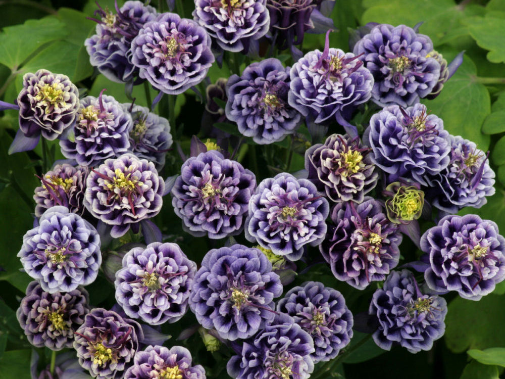 Winky Double Blue & White Columbine (Aquilegia 'Winky Dbl Dark Blue & White') - 1 gallon