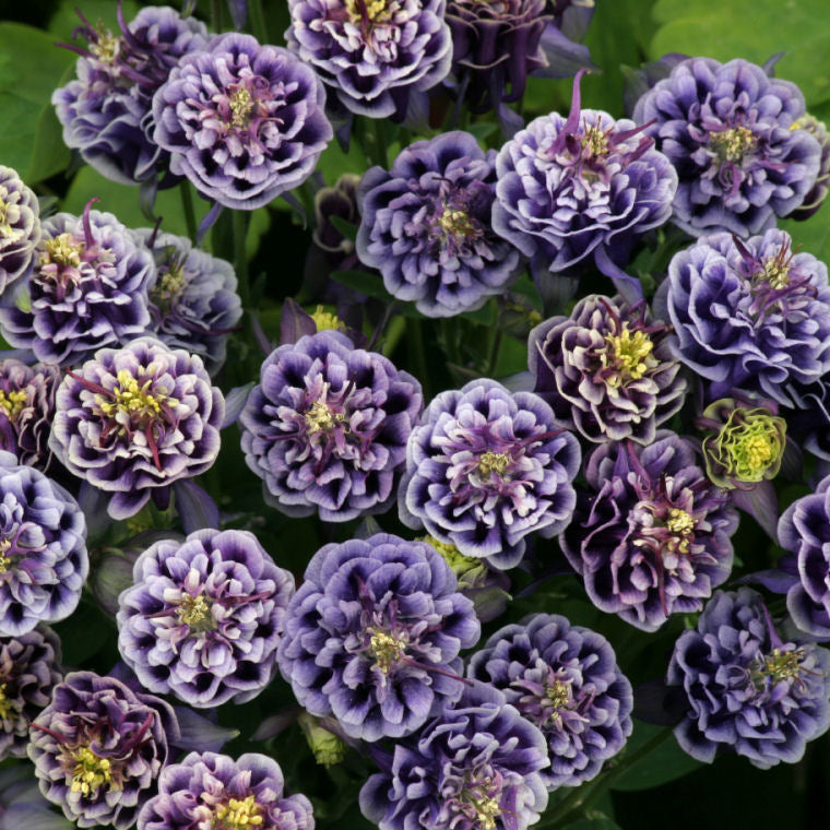 Winky Double Blue & White Columbine (Aquilegia 'Winky Dbl Dark Blue & White') - 1 gallon