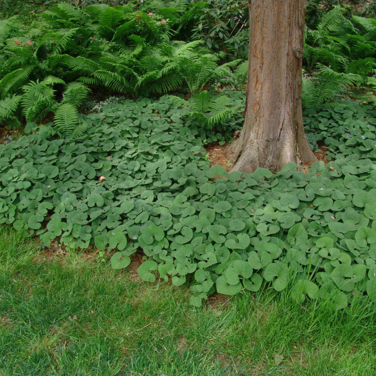 Canada Wild Ginger (Asarum canadense) - 1 gallon