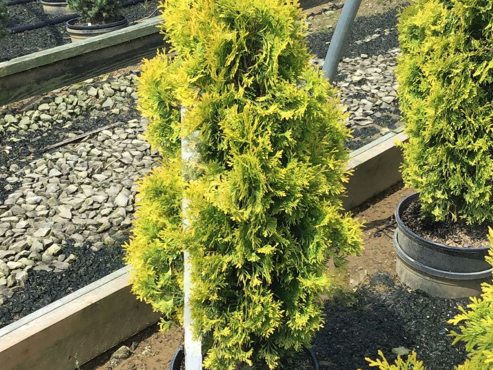 Jantar arborvitae (Thuja occidentalis 'Jantar') - 3 gallon 18"