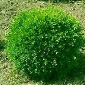 Franklin's Gem Boxwood (Buxus microphylla 'Franklin's Gem') - 2 gallon 10"